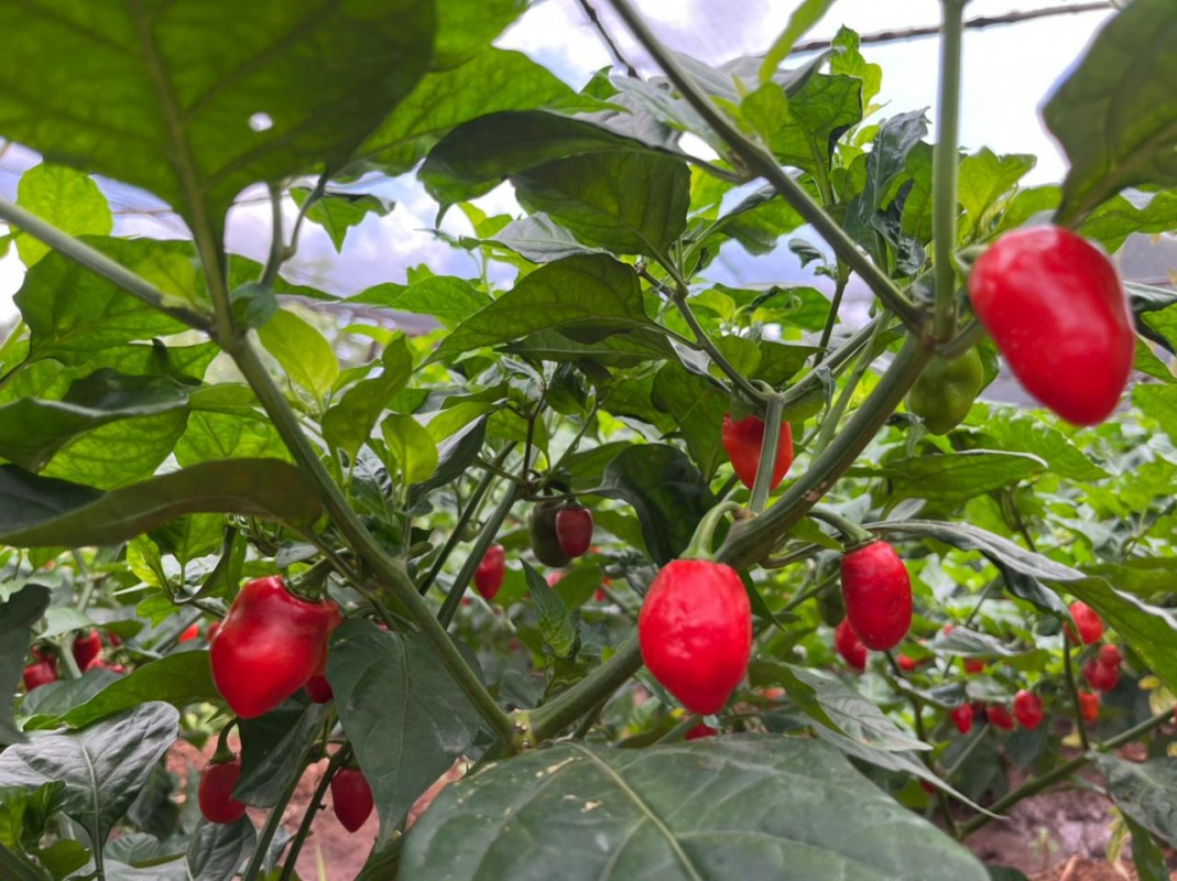 Habanero / Caribbean Chilli from Kenya